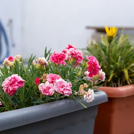 Bed & Breakfast Casa Do Bairro Seia