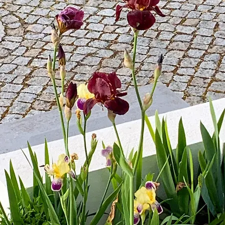 Casa Do Bairro סייה