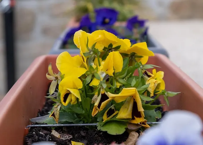 Casa Do Bairro 塞亚