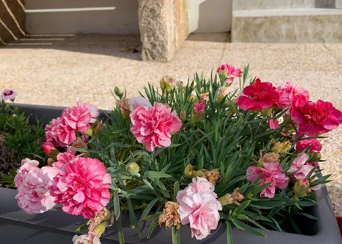 Casa Do Bairro 塞亚